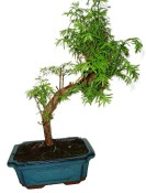 Metasequola - sekvoj 1197 - venkovní bonsaje