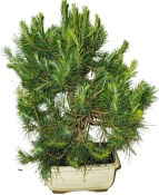 Bonsai Pinus halepensis 1199