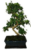Pokojová bonsaj Carmona microphylla - čaj fuki 119