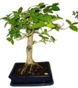 Kozlovoň - Premna - RARITA 1201