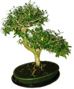 Serissa foetida - strom tísíce hvězd 1203