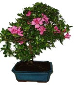 Venkovní bonsaje - Azalka - Rhododendron 1204