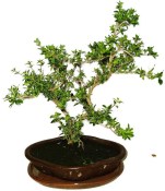 Serissa foetida - strom tísíce hvězd 1205