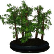 Metasequola - sekvoj 1206 - venkovní bonsaje