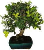 Quercus dub 1207 - venkovní bonsaje