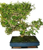 Pokojová bonsaj Carmona microphylla - čaj fuki 1209