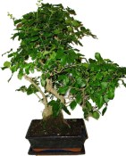 Ligustrum chinensis ptačí zob 120kwe
