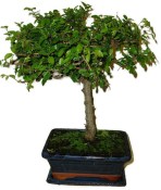Zelkova 121kwe - pokojové bonsaje 