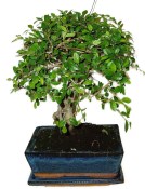 Zelkova 122kwe - pokojové bonsaje 