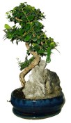 Pokojová bonsaj Carmona microphylla - čaj fuki 720