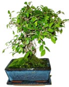 Zelkova 123kwe - pokojové bonsaje 