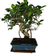 Pokojové bonsaje Ficus retusa - fíkovník 123