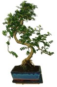Caragona spinosa - čínský pepř 683 - bonsai