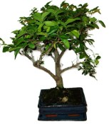Zelkova 124kwe - pokojové bonsaje 