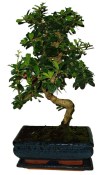 Pokojová bonsaj Carmona microphylla - čaj fuki 124