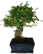 Zelkova 125kwe - pokojové bonsaje 