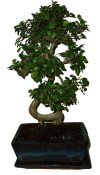 Zelkova 125 - pokojové bonsaje 