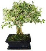 Serissa foetida - strom tísíce hvězd 126kwe