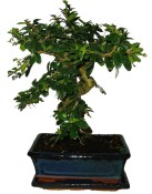 Pokojová bonsaj Carmona microphylla - čaj fuki 126