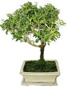 Serissa foetida - strom tísíce hvězd 127kwe