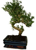 Serissa foetida - strom tísíce hvězd 127
