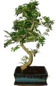 Caragona spinosa - čínský pepř 683 - bonsai