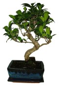 Pokojové bonsaje Ficus retusa - fíkovník 128
