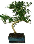 Caragona spinosa - čínský pepř 683 - bonsai
