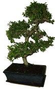 Zelkova 129 - pokojové bonsaje 