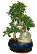 Pokojová bonsaj Carmona microphylla - čaj fuki 720