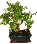 Tlustice - Portulacaria Afra 130kwe