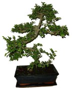 Zelkova 130 - pokojové bonsaje 