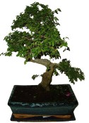 Zelkova 131 - pokojové bonsaje 