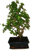 Tlustice - Portulacaria Afra 132kwe