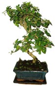 Pokojová bonsaj Carmona microphylla - čaj fuki 132