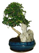 Pokojová bonsaj Carmona microphylla - čaj fuki 720