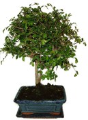 Zelkova 133kwe - pokojové bonsaje 
