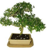 Serissa foetida - strom tísíce hvězd 665