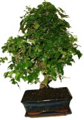 Ligustrum chinensis ptačí zob 134kwe