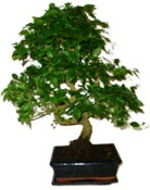 Ligustrum chinensis ptačí zob 135kwe