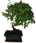 Pokojová bonsai - Sagerethia thea 135