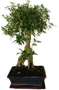 Serissa foetida - strom tísíce hvězd 136kwe