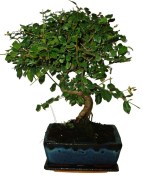 Pokojová bonsai - Sagerethia thea 136