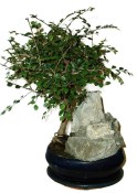 Zelkova 137kwe - pokojové bonsaje 