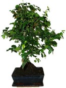 Ligustrum chinensis ptačí zob 138kwe