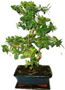 Pokojová bonsaj Carmona microphylla - čaj fuki 138