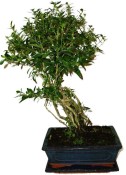 Serissa foetida - strom tísíce hvězd 136kwe