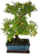 Pokojová bonsai - Sagerethia thea 139