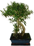 Serissa foetida - strom tísíce hvězd 136kwe