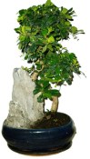 Pokojová bonsaj Carmona microphylla - čaj fuki 720
